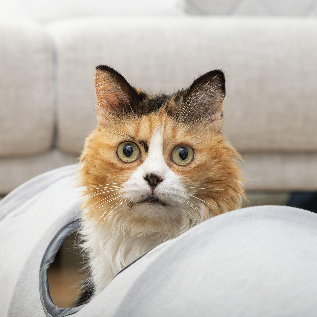 2-in-1 Foldable Tunnel for Cats - Toy and Shelter