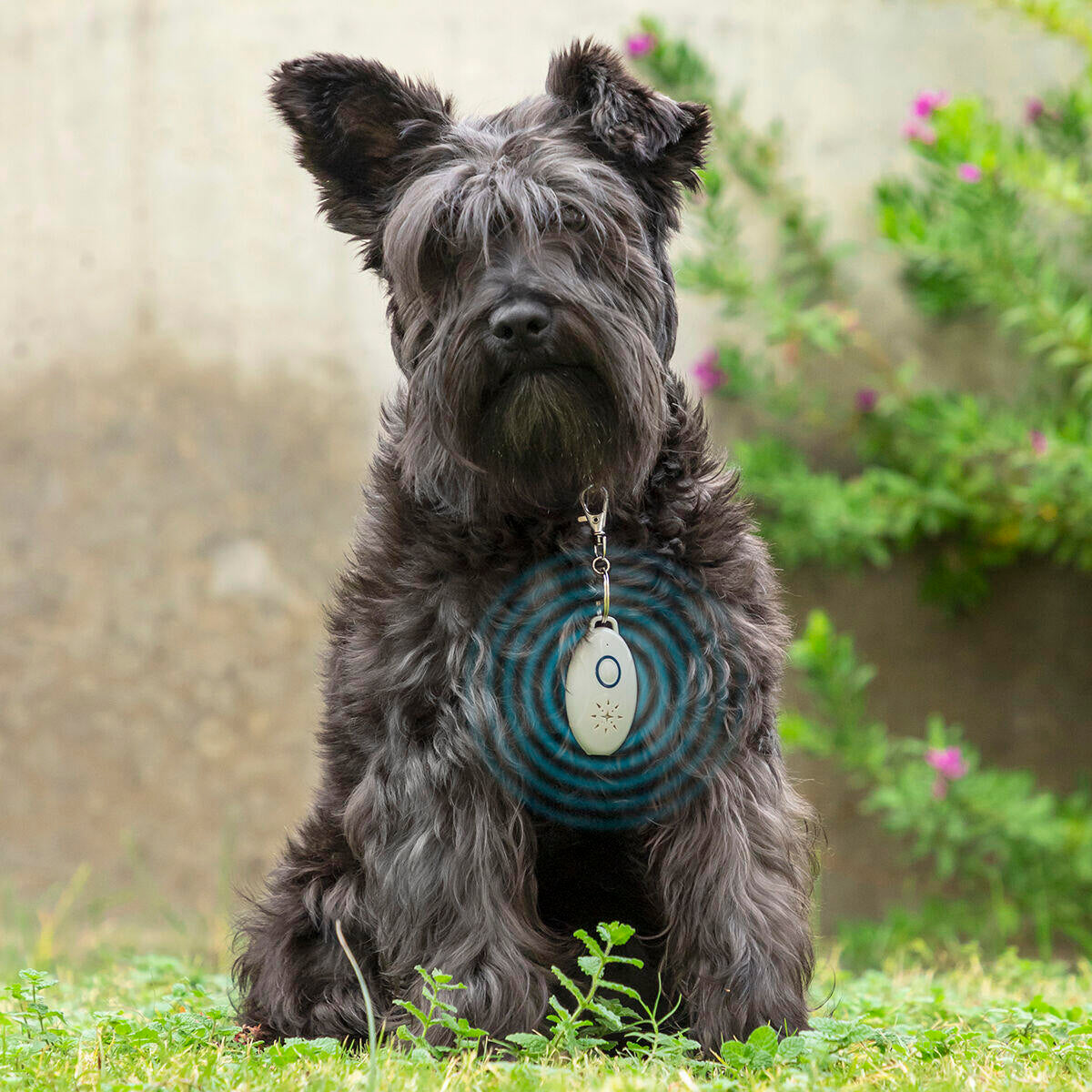 Rechargeable Ultrasonic Pet Parasite Remover - PetRep